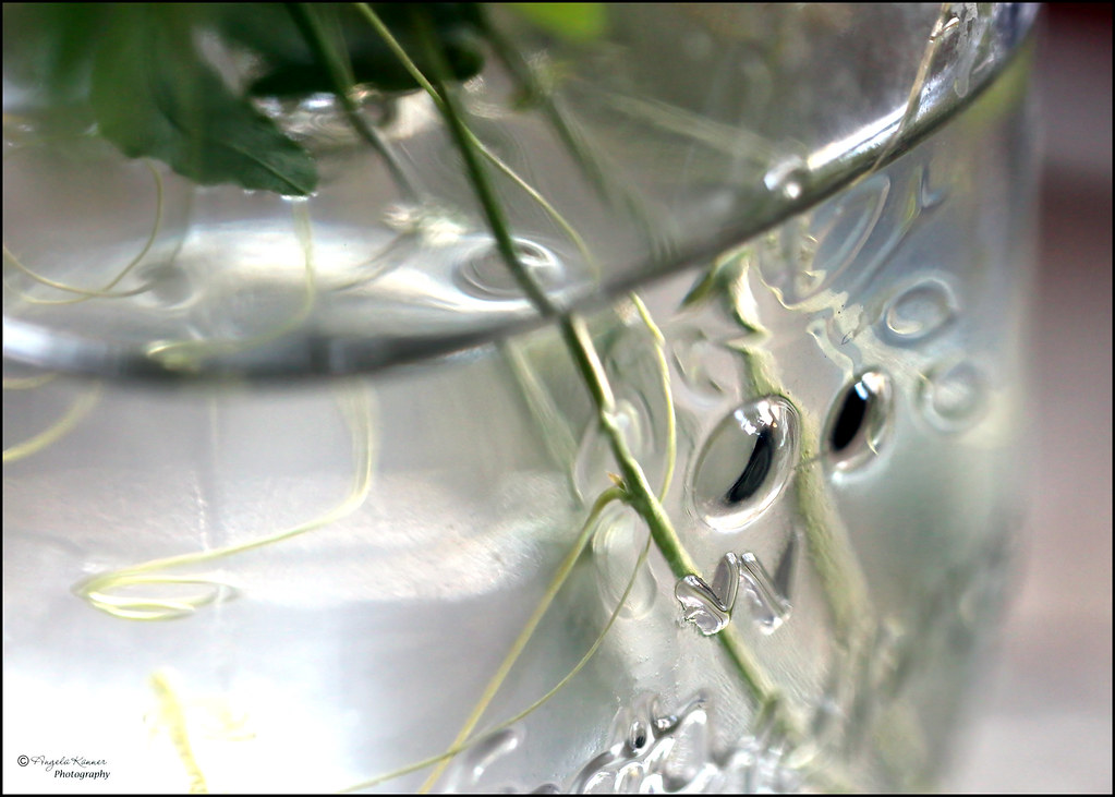 Under Water... Explore 1.8.2024 rooting passion flower cli… Flickr