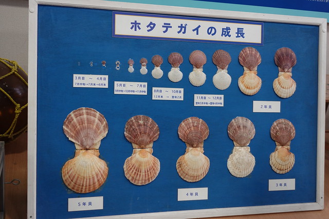 Sea Cucumber and Scallop of Aomori and Hokkaido Japan