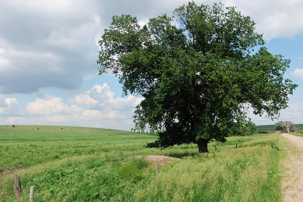 Kidder Battle Site Looking East Goodland, Kansas Flickr
