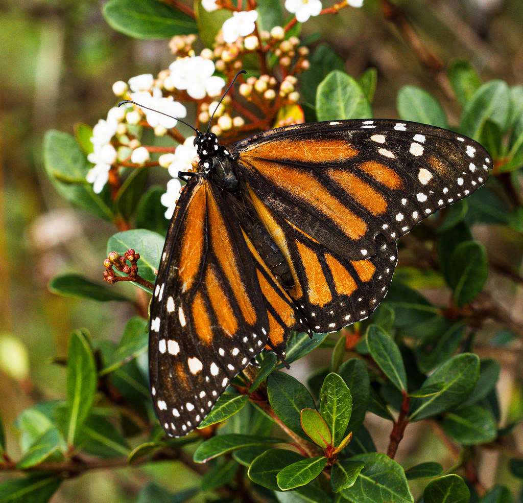 Graceful Monarch Austin Yerton Flickr