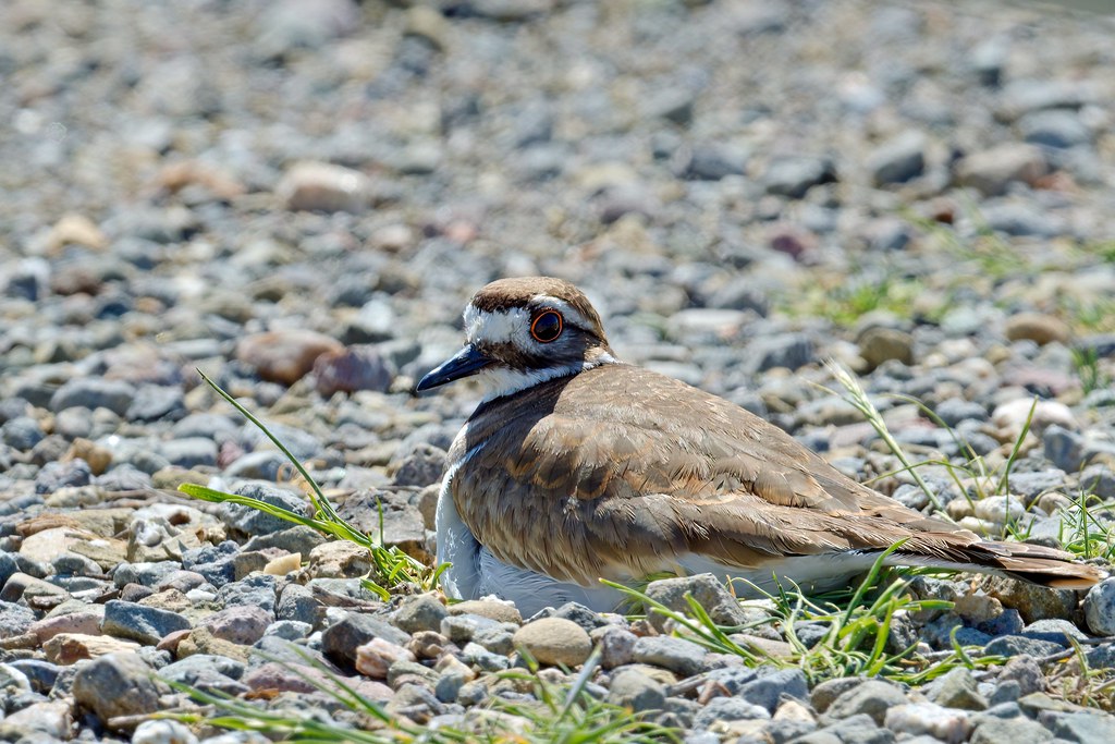 On The Nest A killdeer does a great job of hiding her eggs… Flickr