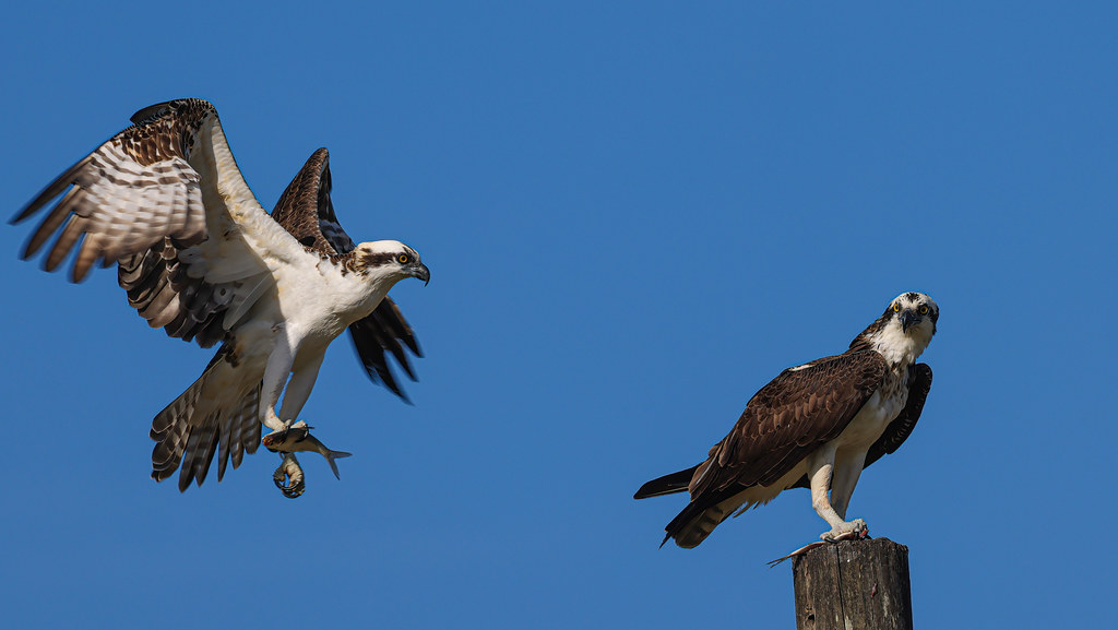 Ospreys Jeff Sykes Flickr