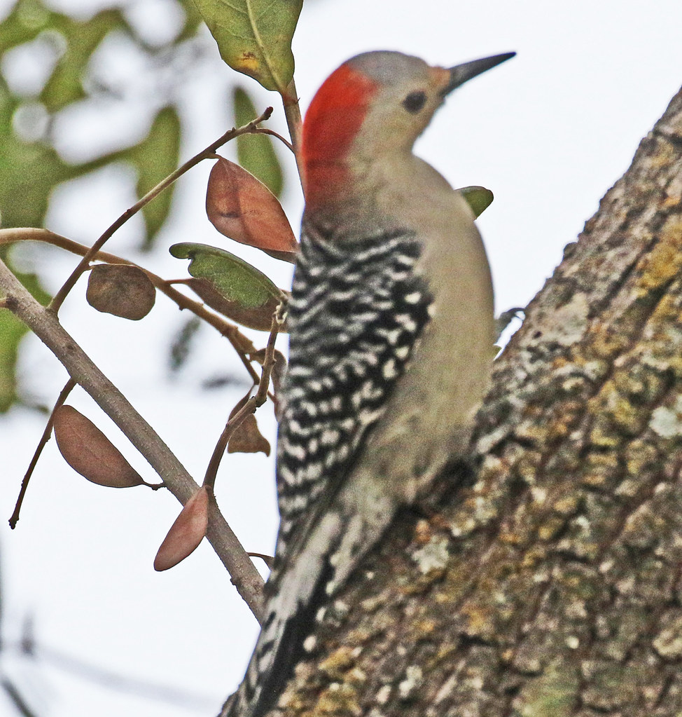 IMG_94890 Redbellied Woodpeccker 01 13 24 Oak Bluff Estat… Flickr