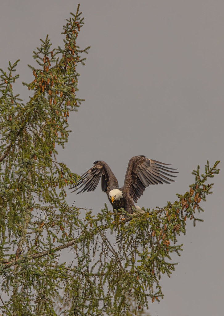 _M9A5648American Bald EagleNooksack River. Deming WA Flickr
