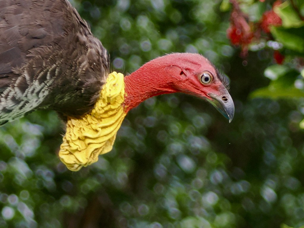 Male Brush Turkey Jane Fagan Flickr
