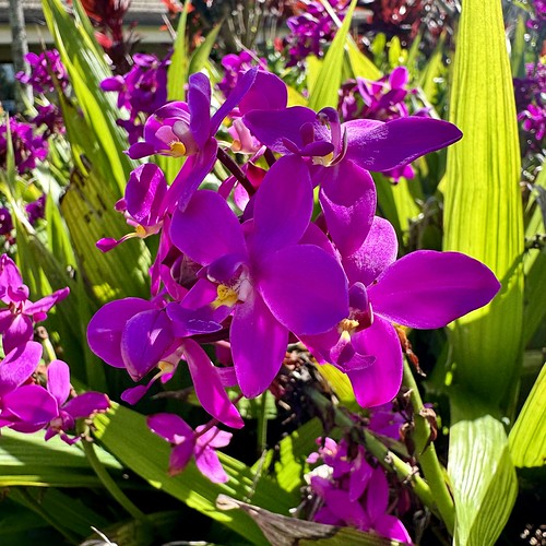 Philippine ground orchid, Koloa Landing, Kauai J. Harless Flickr