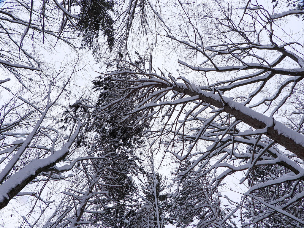 DSCN6154 trees with snow, Sanctuary, Wilber Township, Iosc… Flickr