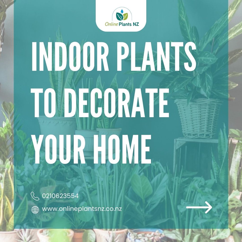 nz indoor plants nz indoor plants onlineplantsnz.co.nz/ online