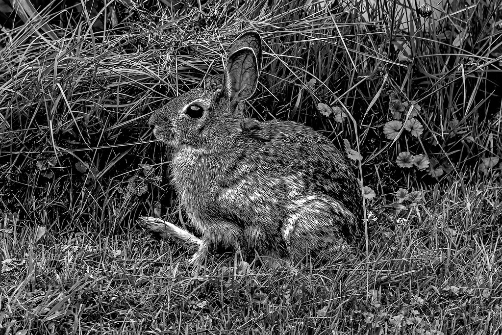 Rabbit Ohio County, KY. Bob Bell Flickr