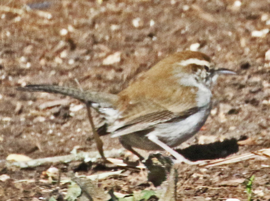 IMG_95054 Bewick's Wren 01 20 24 Oak Bluff Estates, Round … Flickr