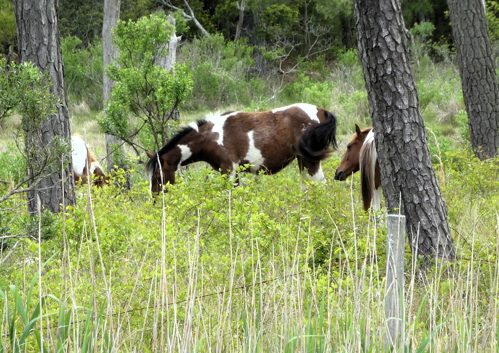 Chincoteague Ponies Flickr