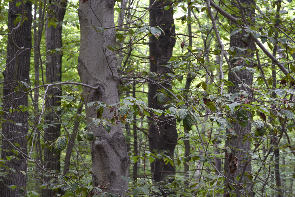 thickened leaves, beech leaf disease Braintree Pass Path, … Flickr