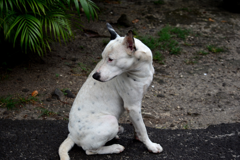 Bora Bora Dog Bora Bora paulrich786 Flickr