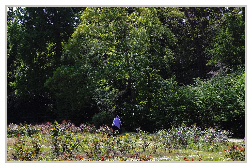 In the rose garden. anthony allan Flickr