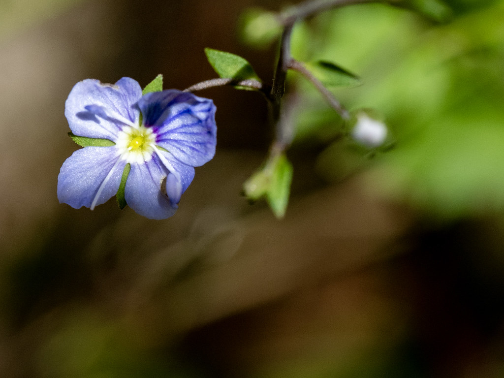 10253196 Victoria Falls, unidentified plant graham faulconbridge Flickr