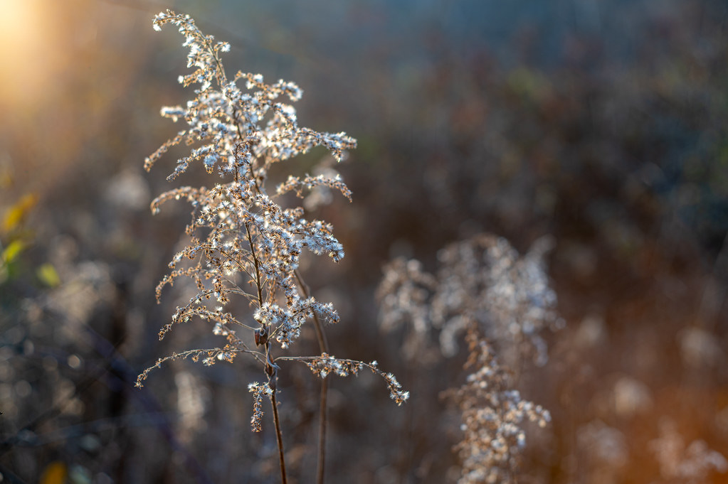 Evening Goldenrod Winter Goldenrod reflected in evening su… Abe C