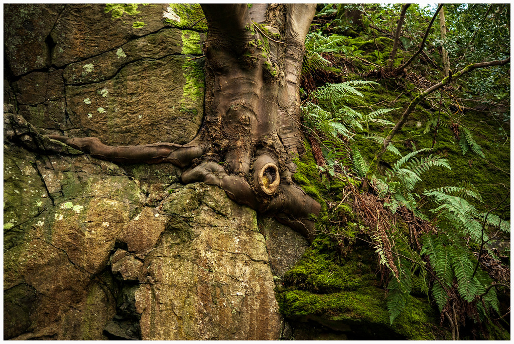 DSC_9599 A trip around the Daffodil garden in Coleraine Graham Stirling Flickr