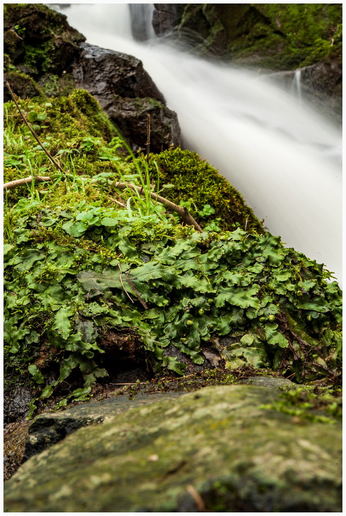 DSC_9602 A trip around the Daffodil garden in Coleraine Graham Stirling Flickr
