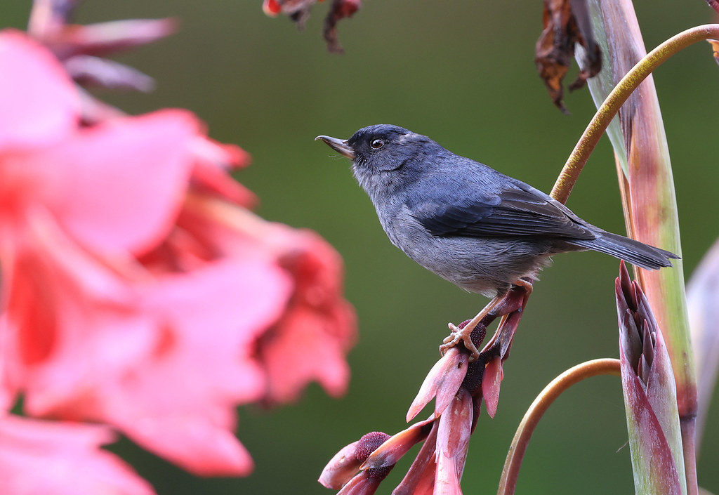 Percefleur ardoisé Savegre/San José/Costa Rica_20211201_… Flickr