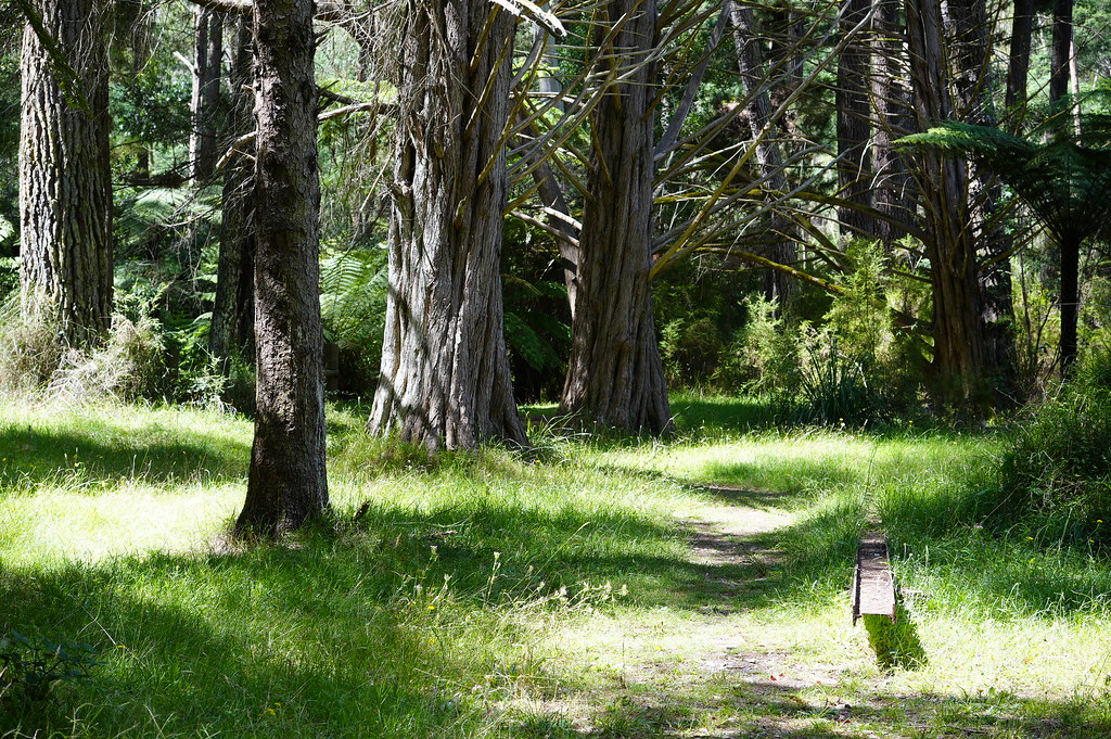 Healesville Jan 2024 Flickr