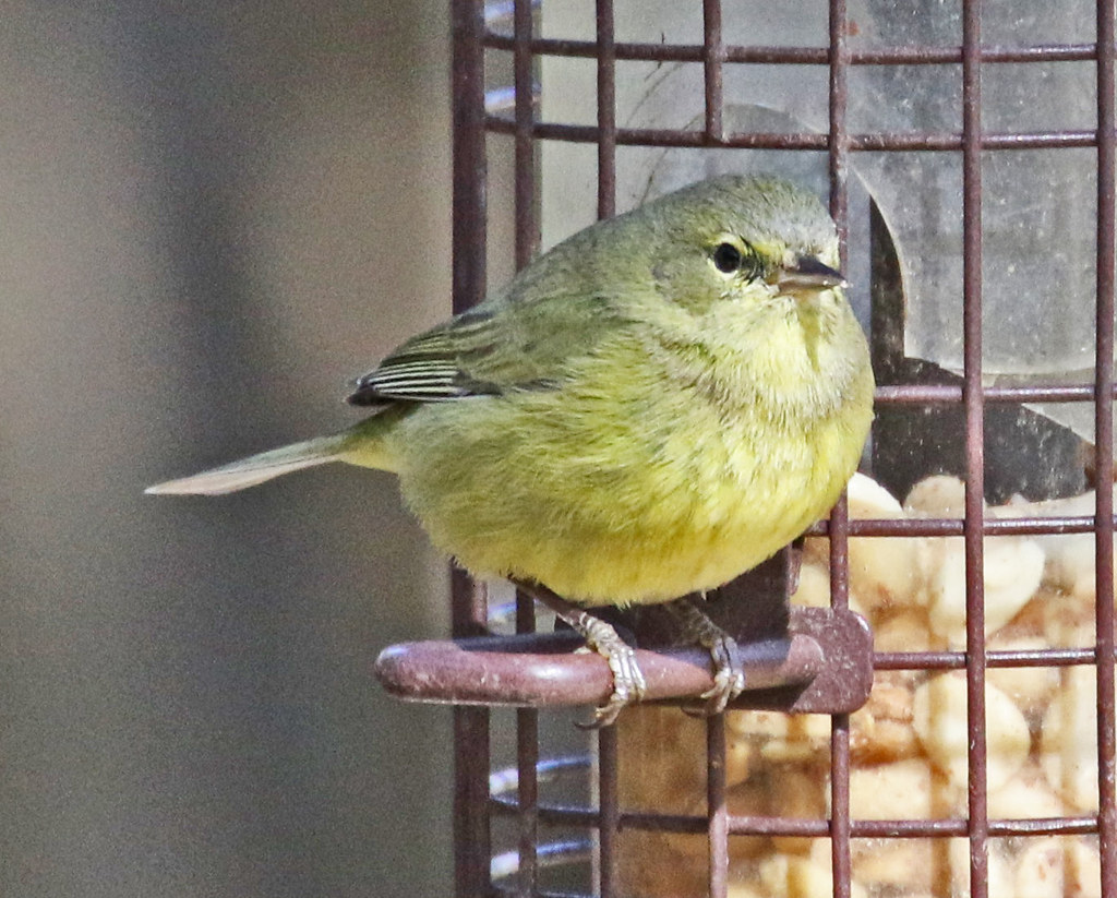 IMG_95089 Orangecrowned Warbler 01 30 24 Oak Bluff Estate… Flickr