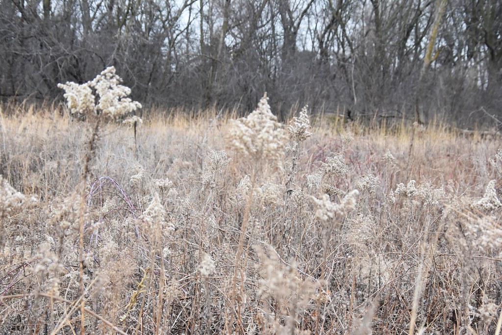 Pilot Knob Historic Site Winter 2024 Flickr
