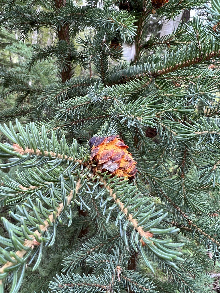 SpruceconerustStevensVillageAlaska Spruce cone rust o… Flickr