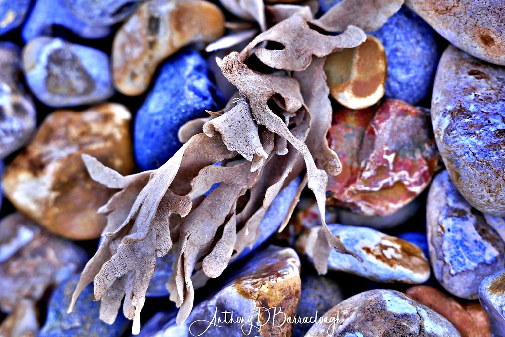 Pebbles & Kelp 363a1 Deal, Kent Anthony D Barraclough Flickr