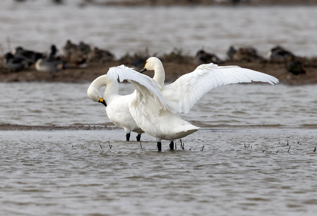Bewick's Swan RSPB Minsmere Whistling Joe Flickr