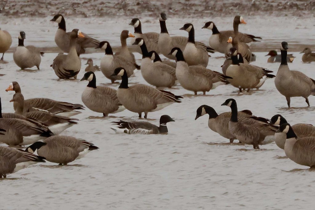 Brant near Lorenzo, Texas Mark Lockwood Flickr