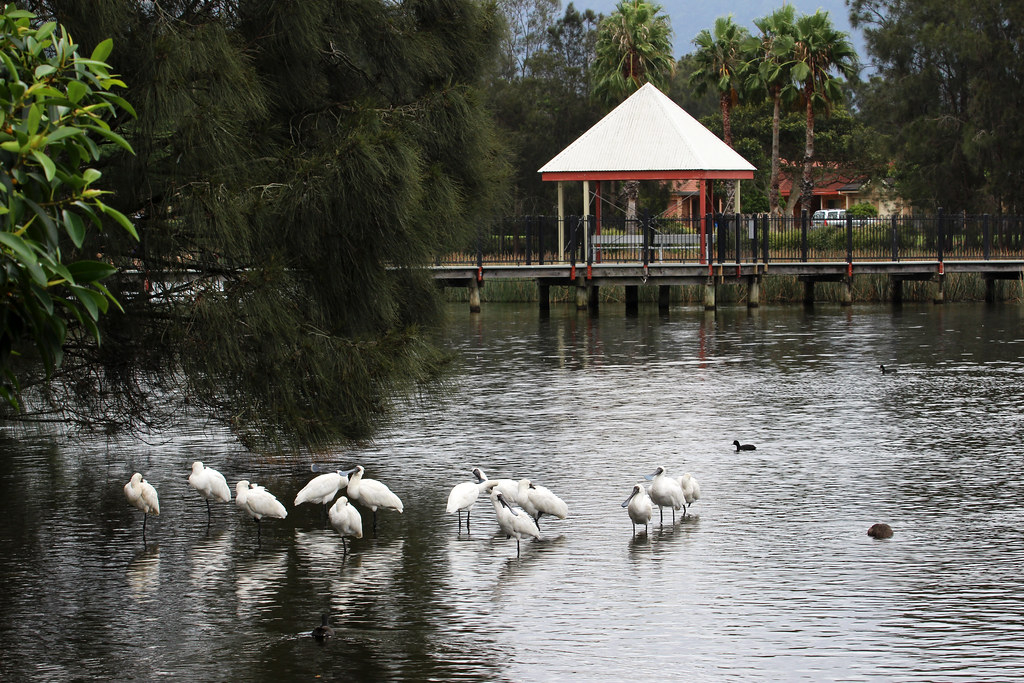 Royal Spoonbills at Forest Grove Kanahooka, NSW Ross Cunningham