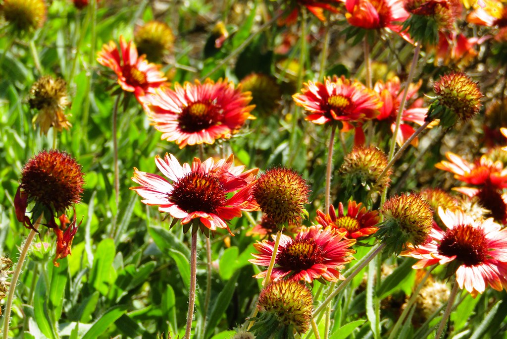 Gaillardia sp in flower 8569 Anastasia State Park in Saint… Flickr