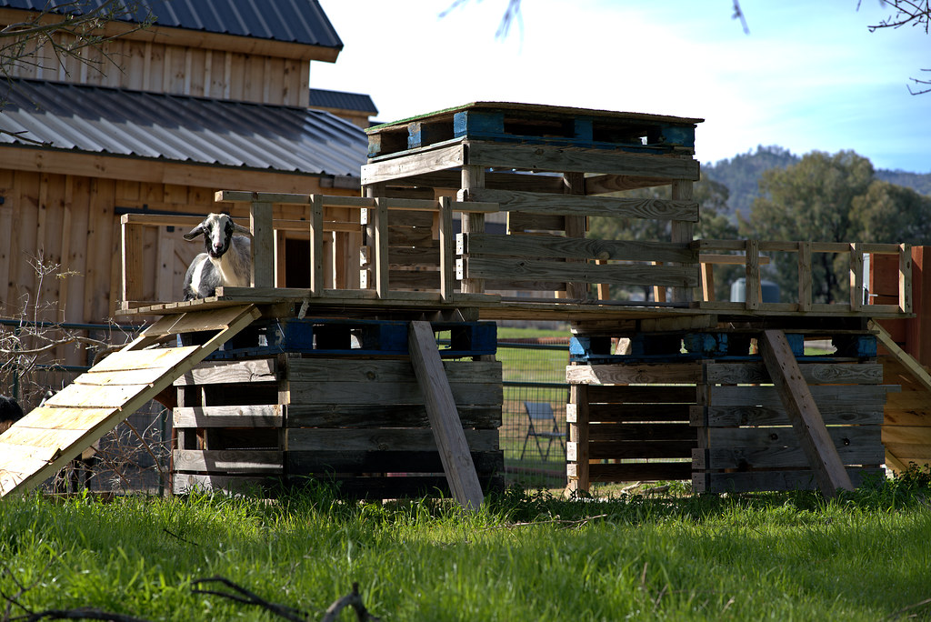 Goat Play Structure Alan Kyker Flickr