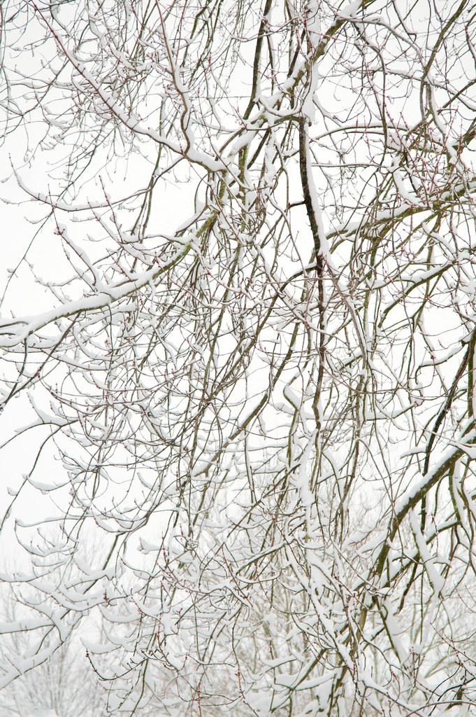 Snow Covered Branches on a Maple Tree Morris County, NJ Adam Turow