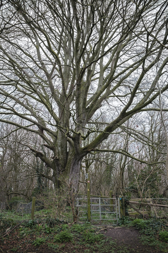 Beside Manor Road, Saltford and Keynsham, England velodenz Flickr