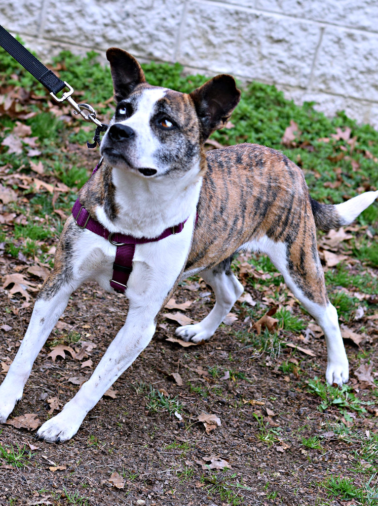 Zuri 4 Bonnie Bradshaw Flickr