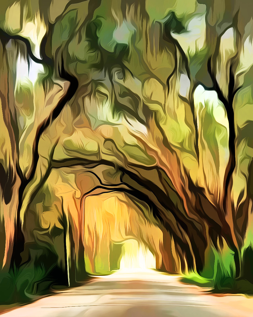 Live Oaks Abstract Near Fountain of Youth What Good Are Tr… Flickr
