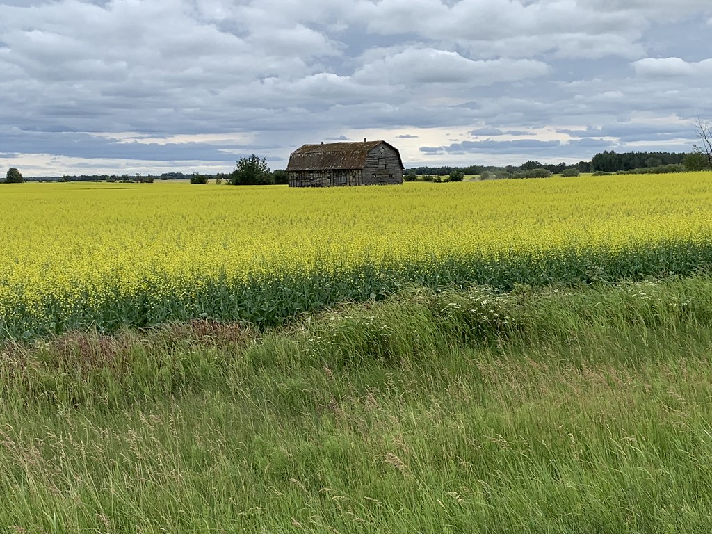 Canola field in full bloom Canola field near Radway Flickr