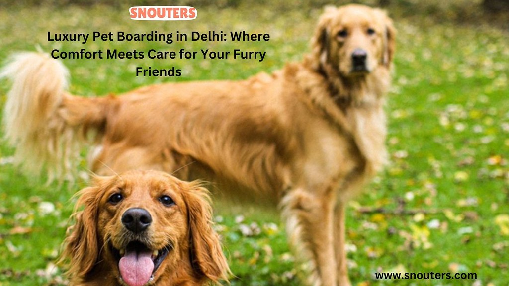 Convenient Pet Grooming at Home in Bangalore Pamper Your … Flickr