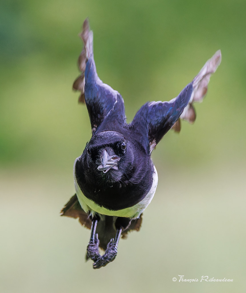 Pie voleuse de face Pie bavarde (pica pica) François Ribeaudeau
