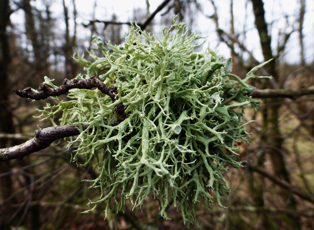 20 16 Brownsburn Moss Airdrie Brian Cairns Flickr