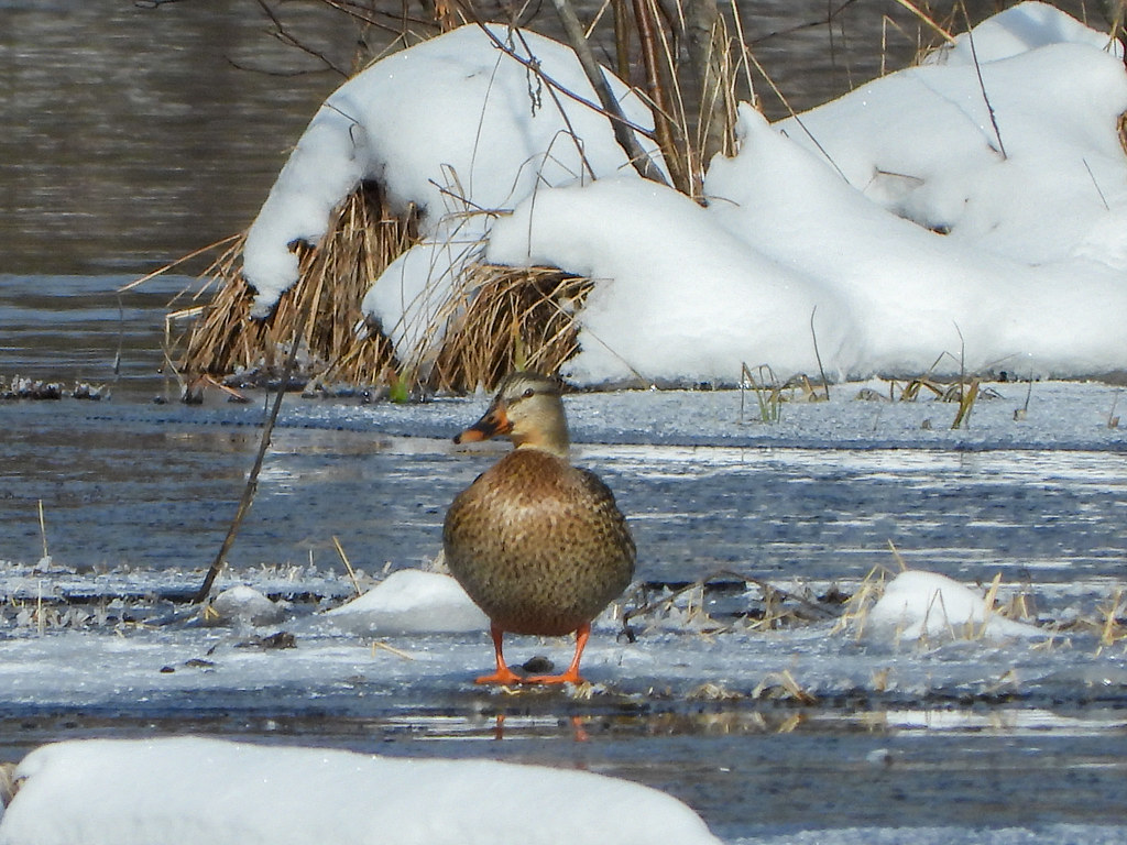 Anatidae Mallard, female, Sanctuary, Wilber Township, Iosc… Flickr