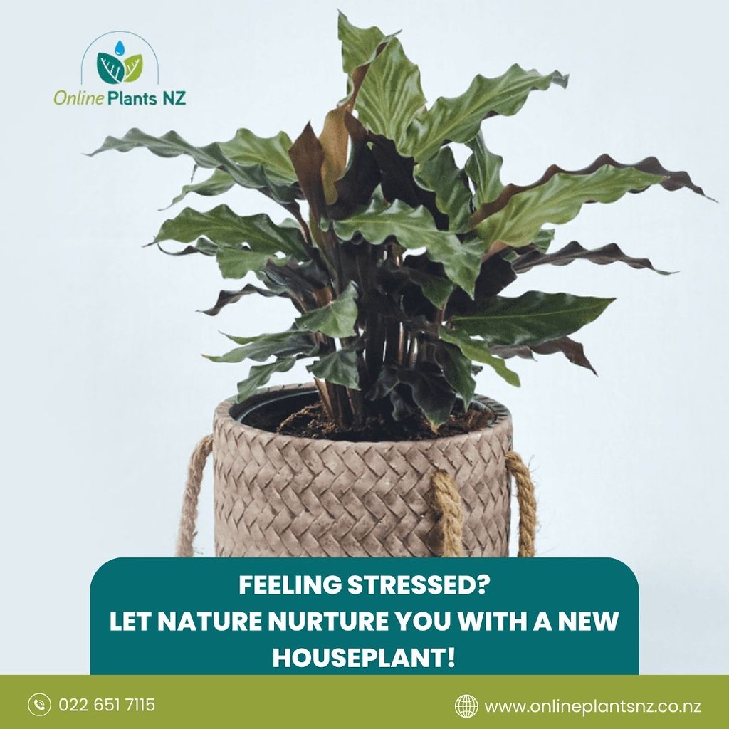 Buy Calathea Indoor Plants Online NZ Online Plants NZ Flickr