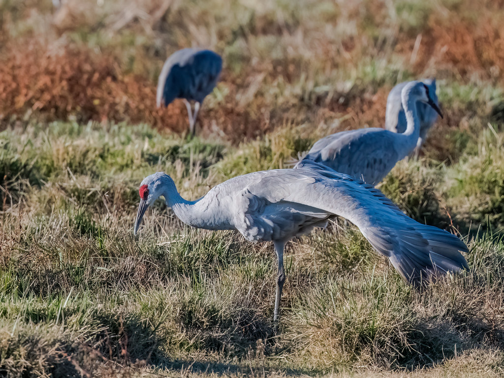 Preflight Stretching Sandhill Crane Hang Ngo Flickr