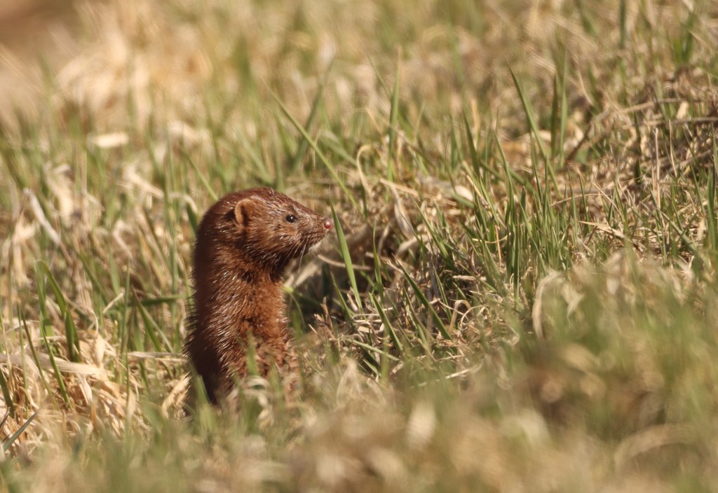American Mink Huron Wetland Management District South Dakota a photo