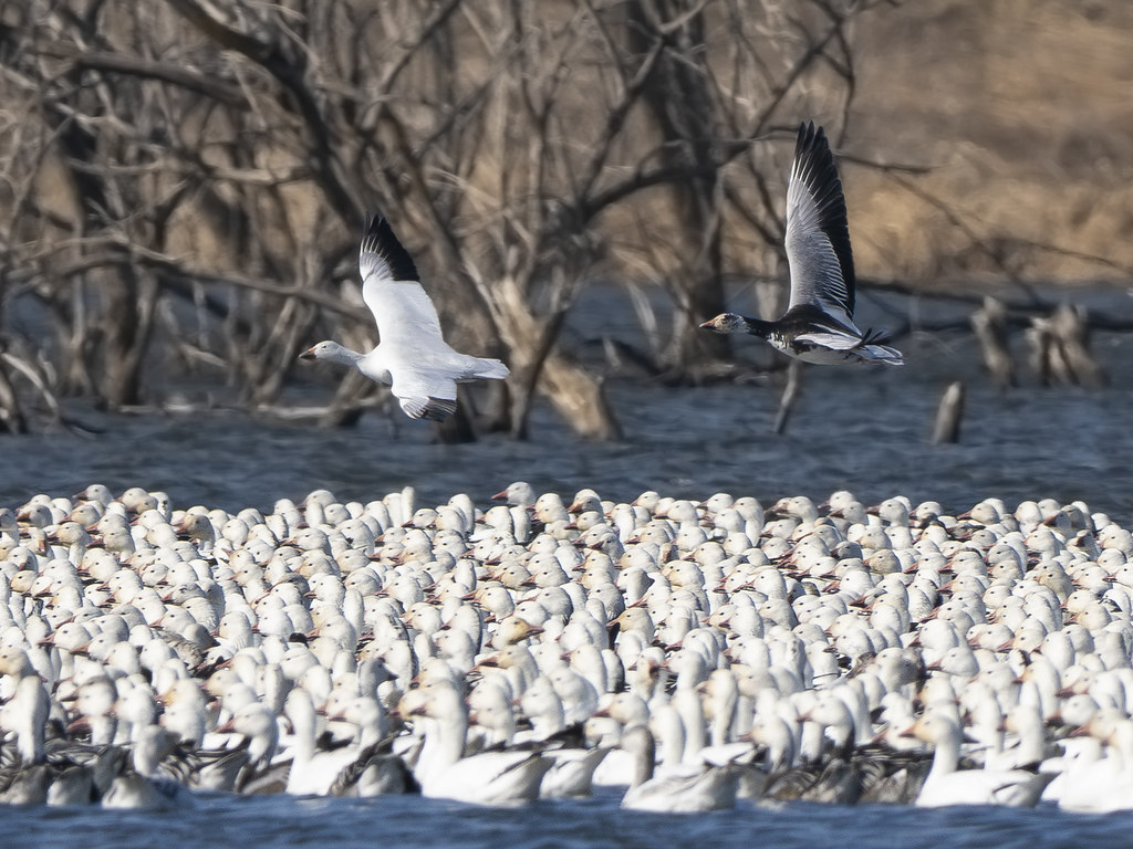 What's Everyone Looking At? Lake Wanahoo Wahoo, Nebraska I… Flickr