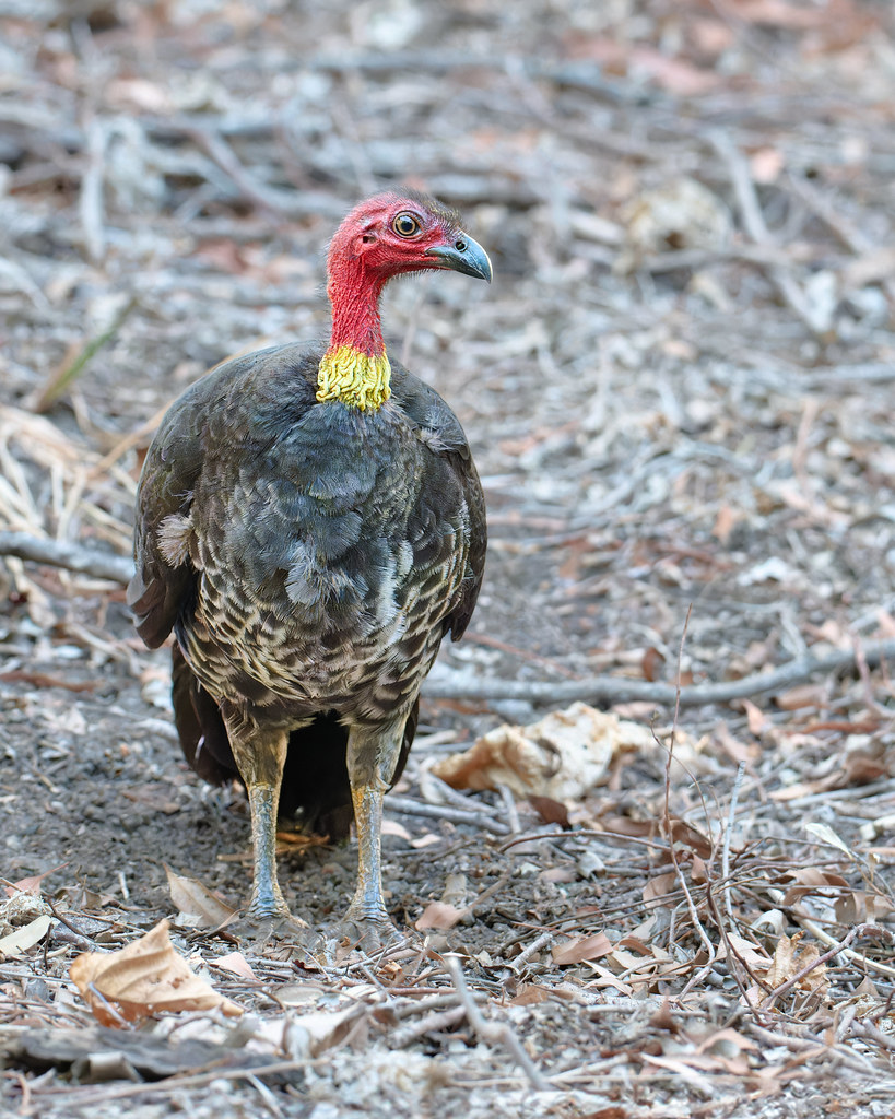 Australian BrushTurkey QLD Wynnum Mangrove Boardwalk … Flickr