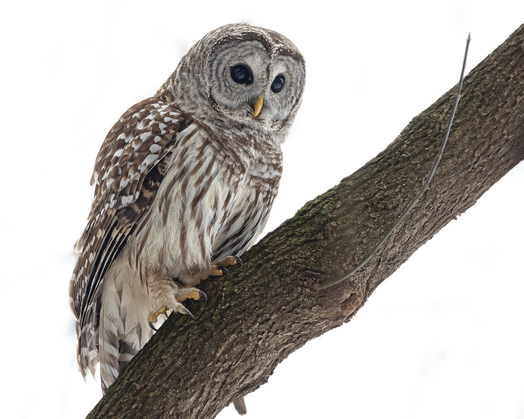 Barred Owl hunting squirrels David Burt Flickr