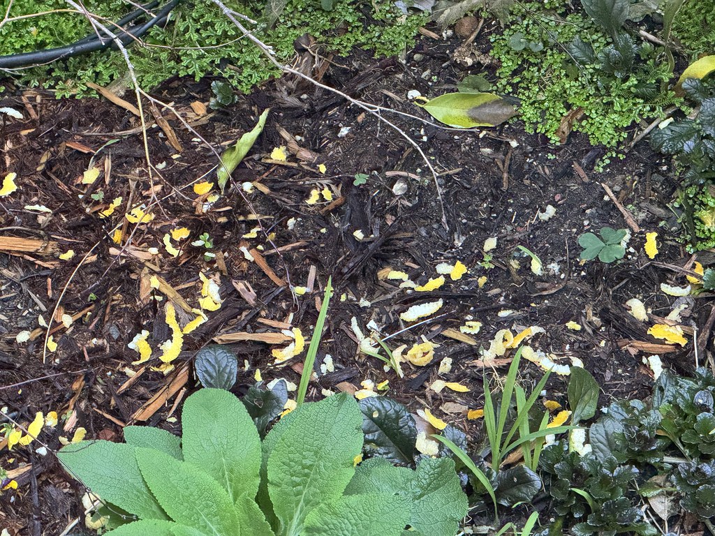 Rats eating my lemons! kimoco88 Flickr