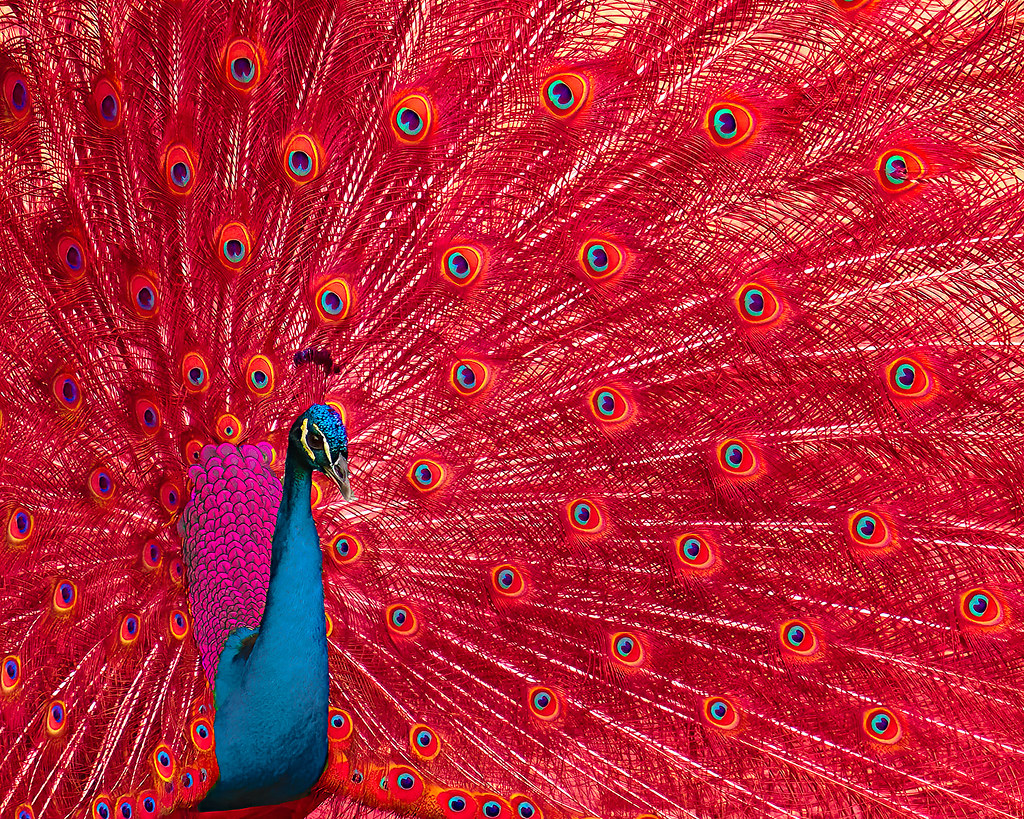 Red Peacock a photo on Flickriver